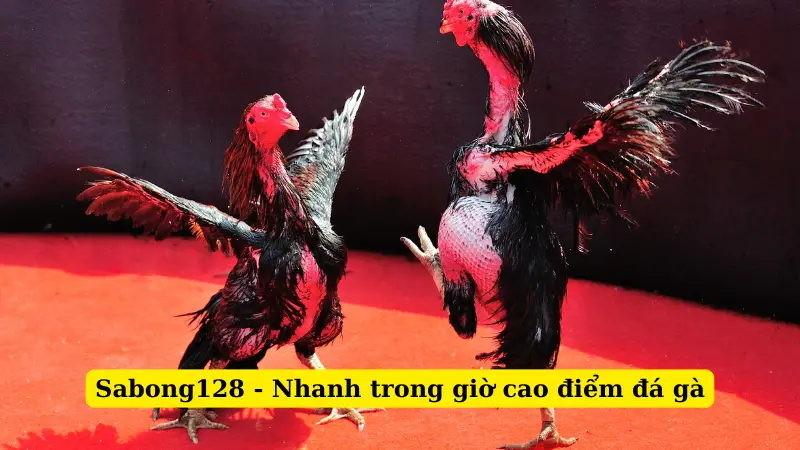 Sabong128 - Nhanh trong giờ cao điểm đá gà
